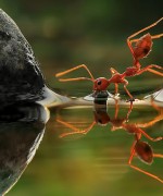 Drinking 蚂蚁解渴，摄影师：Vincentius Ferdinand