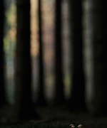 Forest Dwellers 森林中的居民，摄影师：Kerekes István