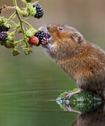 Ratty Breakfast 老鼠早餐，摄影师：Simon Roy