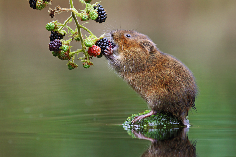 Ratty Breakfast 老鼠早餐，摄影师：Simon Roy