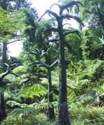 巴西三叶橡胶树