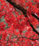 Fall foliage - Butchart Gardens - Victoria
