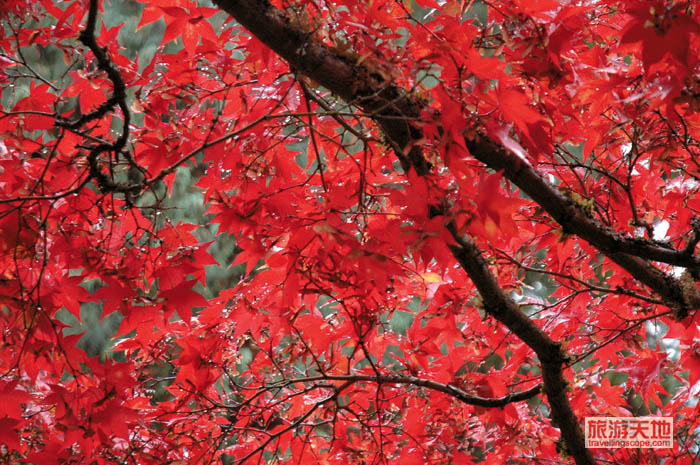 Fall foliage - Butchart Gardens - Victoria