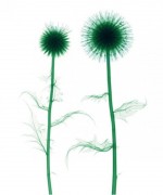 蓟[蓟属(Cirsium)植物