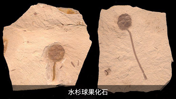 1.活化石 水杉有"活化石"之称,是闻名中外的古老珍惜孑遗植物.