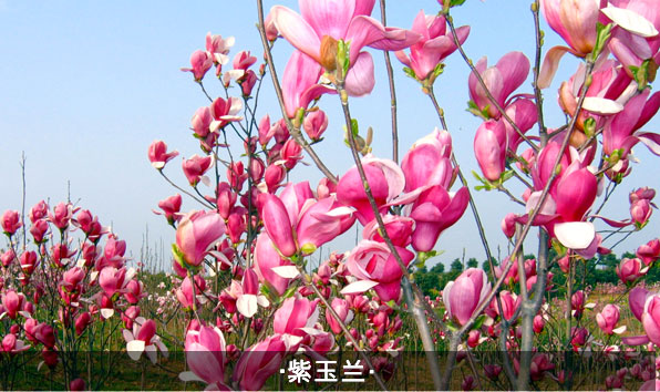 二乔玉兰,望春玉兰,紫玉兰,白玉兰,广玉兰的区别 紫玉兰与其他玉兰的